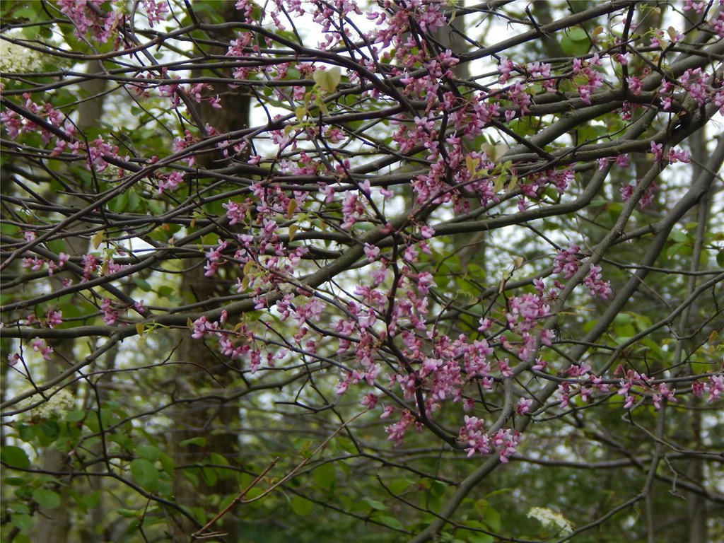 Blooming Eastern Redbud