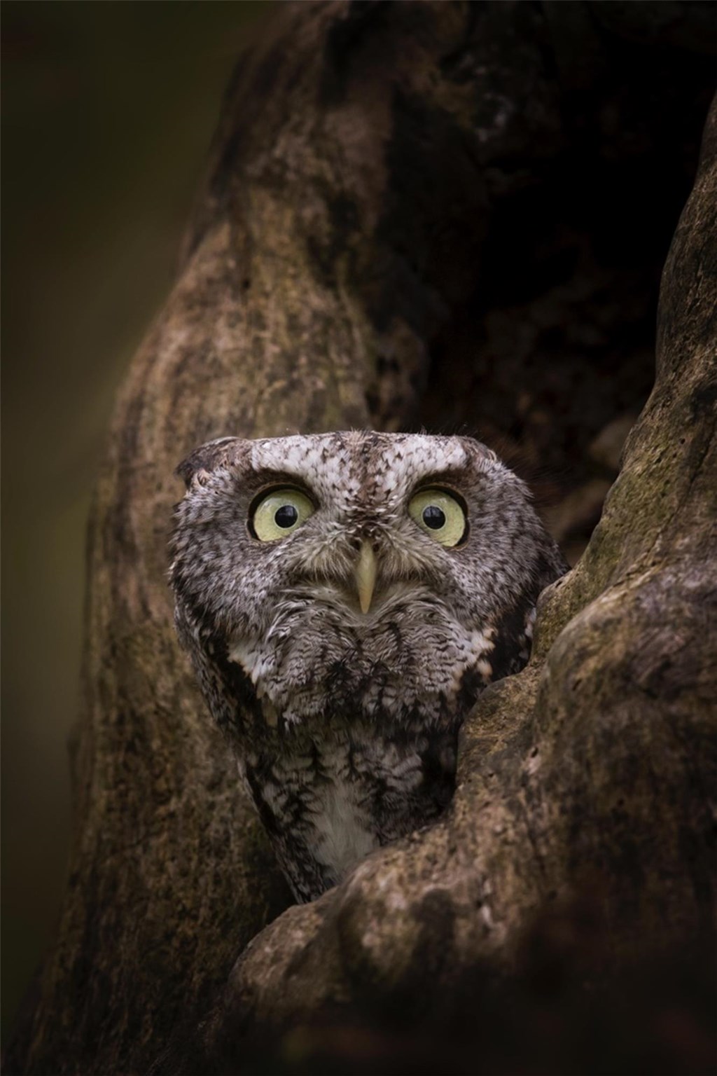 Eastern Screech Owl in a Tree Cavity