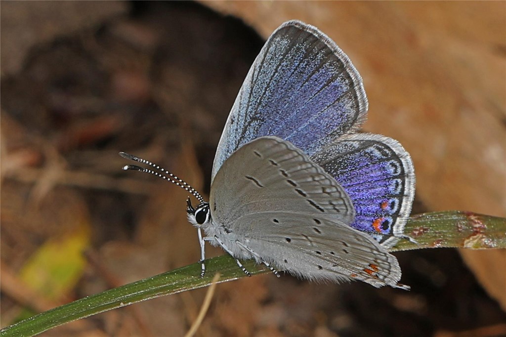 Eastern Tailed-blue Butterfly Eastern Tailed-blue Butterfly