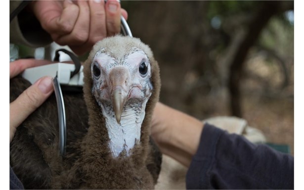 Hooded vulture nestling