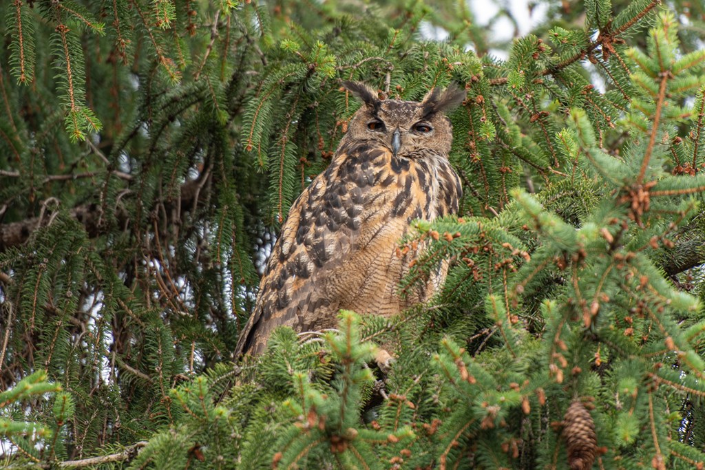 Eurasian Eagle-owl Eurasian eagle owl perched in an evergreen tree