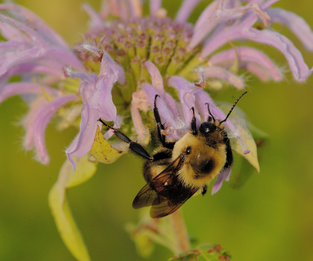 Bee on Bergamot, by Bill Moses