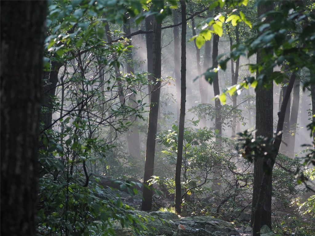 Sun streaming through trail-side trees