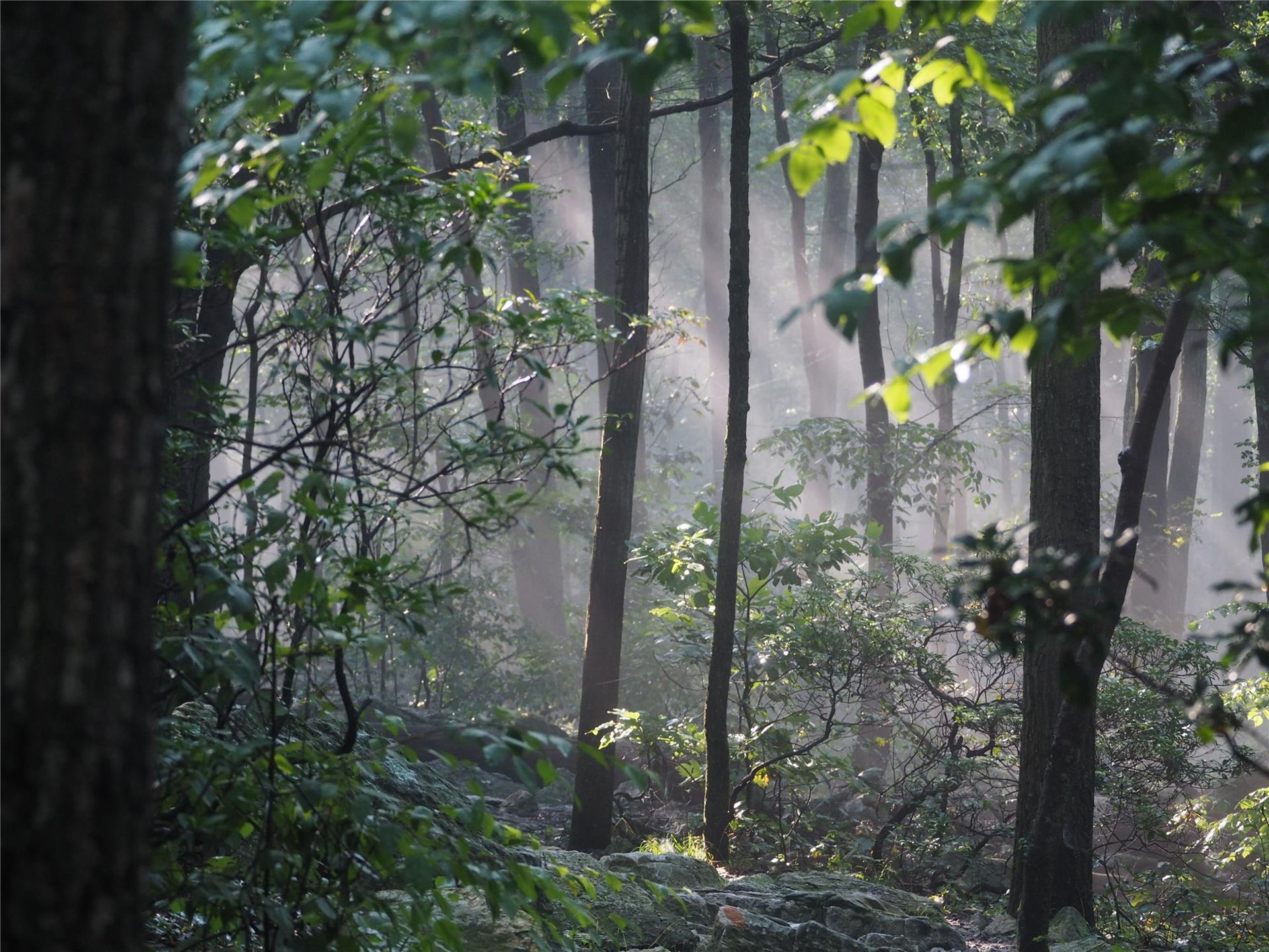 Appalachian Forest Ecology and Tree Identification