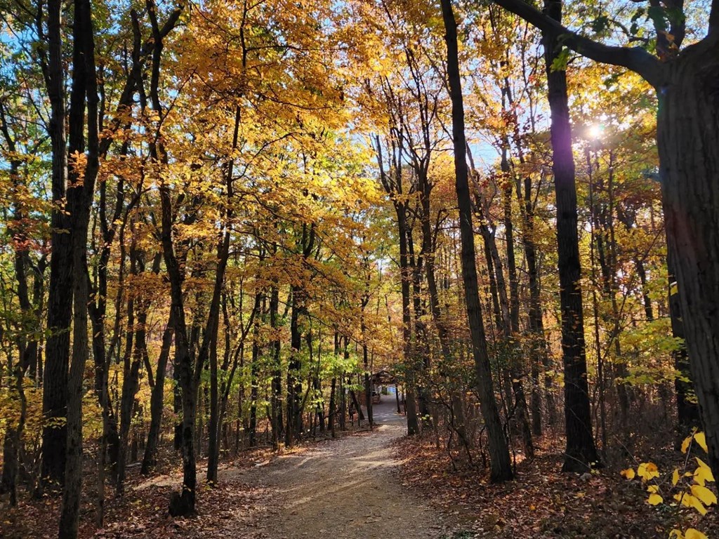 Fall Trail-side Trees, by Bracken Brown