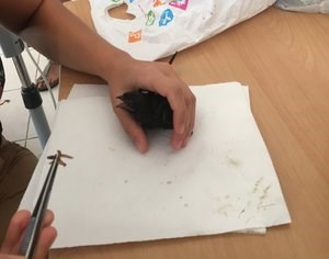 feeding chick feeding chick