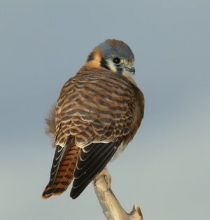 female american kestrel