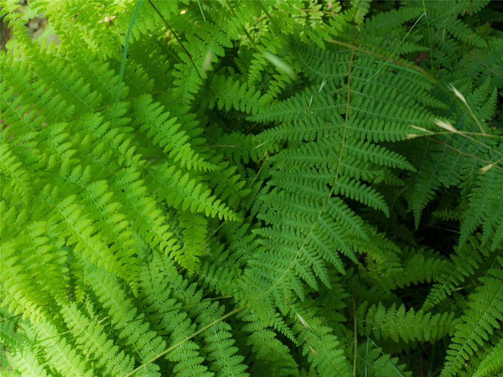 Ferns in the Native Plant Garden Ferns in the Native Plant Garden