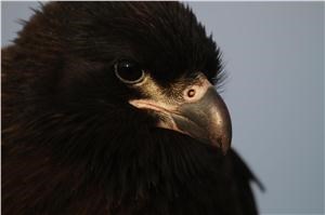 Striated Caracara