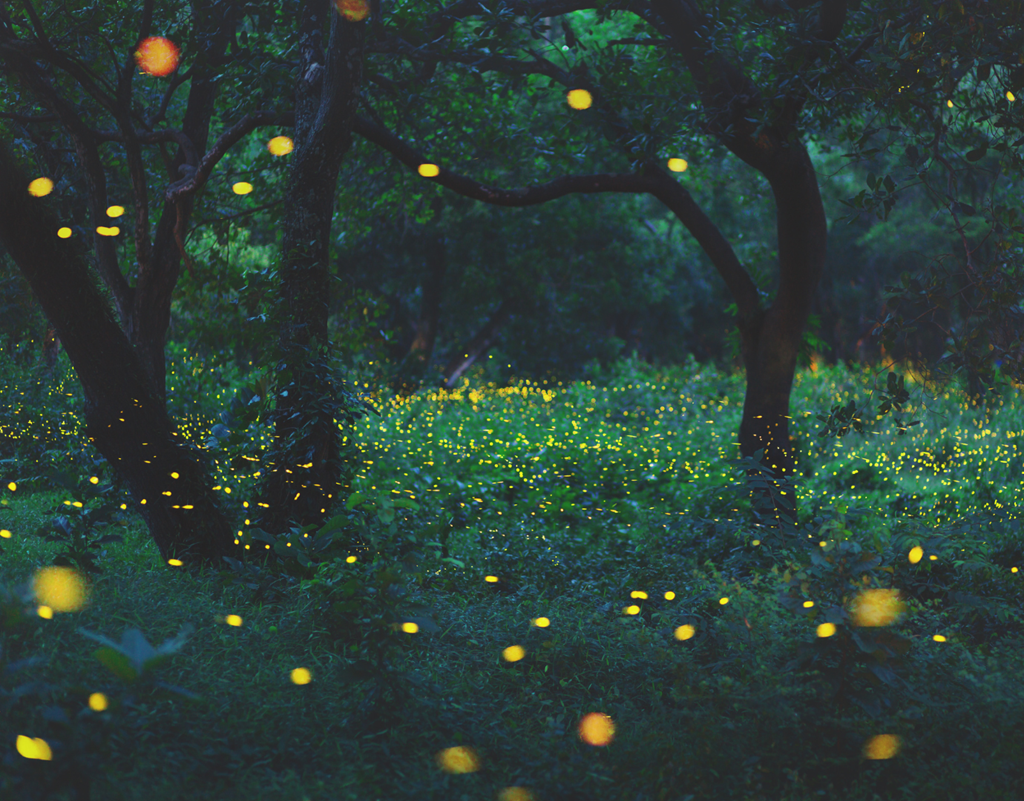 Firefly Watch Graphic Firefly Watch Graphic