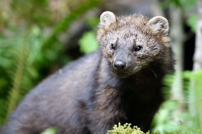 A Fisher peers out from among the ferns