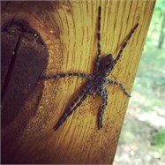 fishing spider fishing spider
