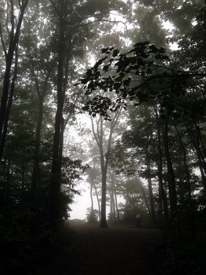 foggy forest