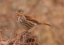 fox sparrow fox sparrow