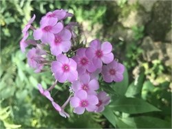 garden phlox garden phlox
