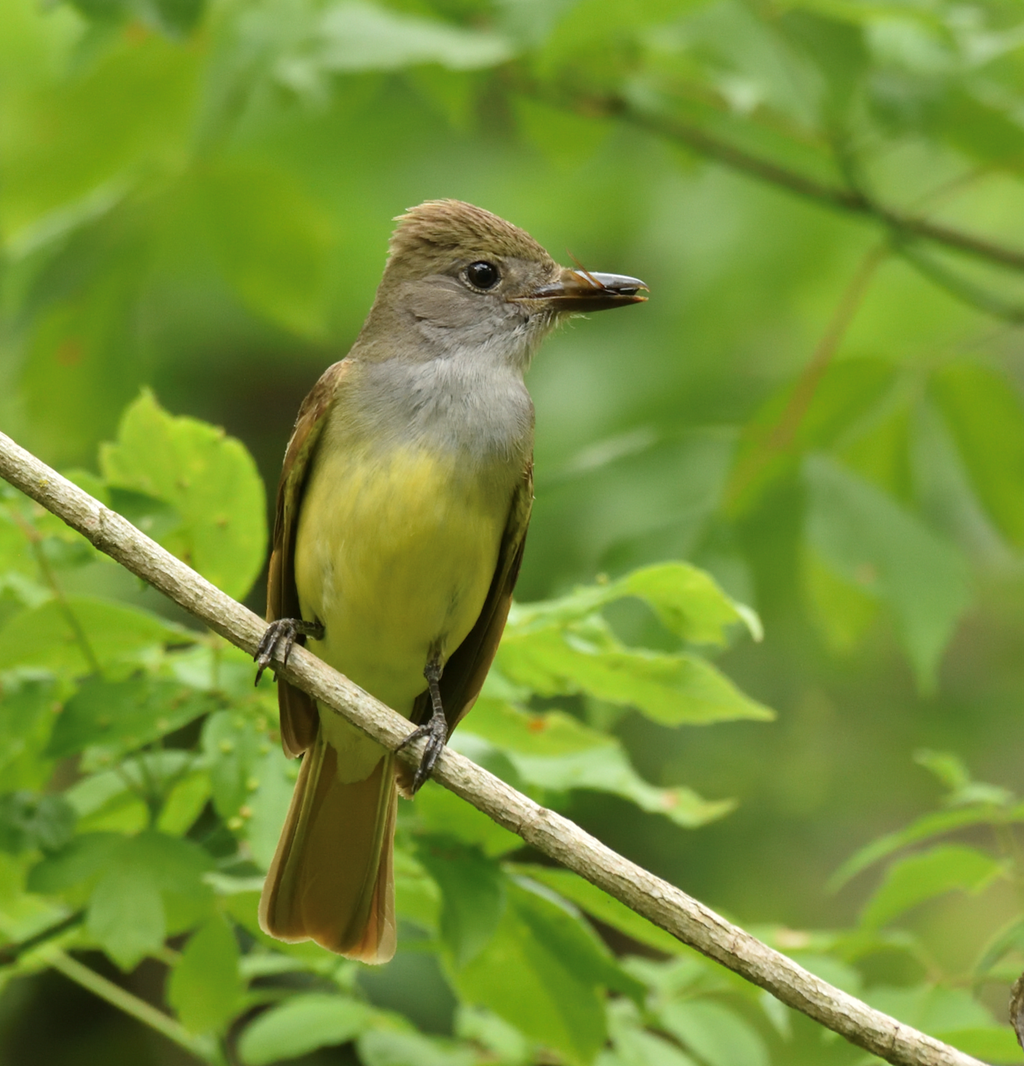 Great Crested Flycatcher with Insect Catch
