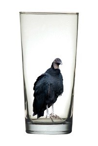 Bird in glass