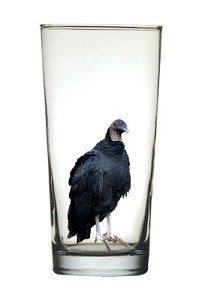 Bird in glass Bird in glass