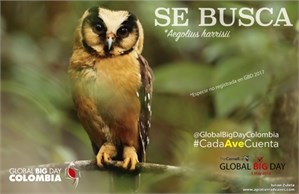 Global Big Day Owl