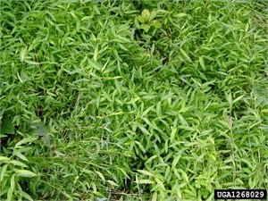 Dealing With Japanese Stiltgrass Floral Encounters Life On The Farm
