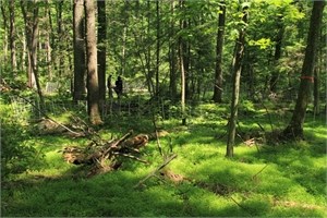 Forest Carpet