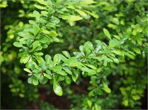 Japanese Barberry