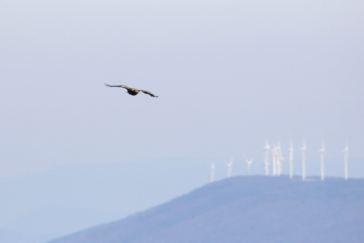 golden eagle migrating in the West Virginia highlands, wind turbines in the background