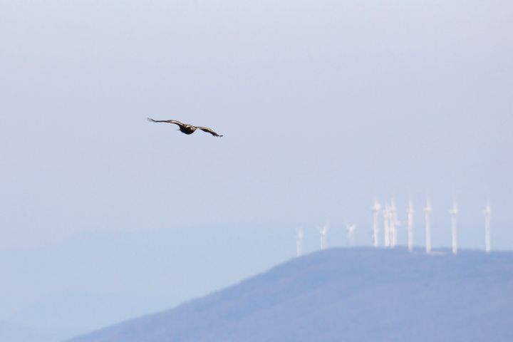 golden eagle migrating in the West Virginia highlands, wind turbines in the background golden eagle migrating in the West Virginia highlands, wind turbines in the background
