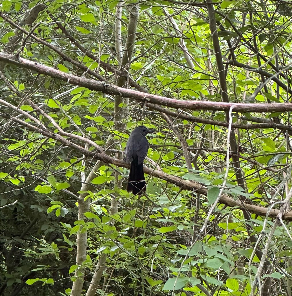 Gray Catbird Perched in a Bush