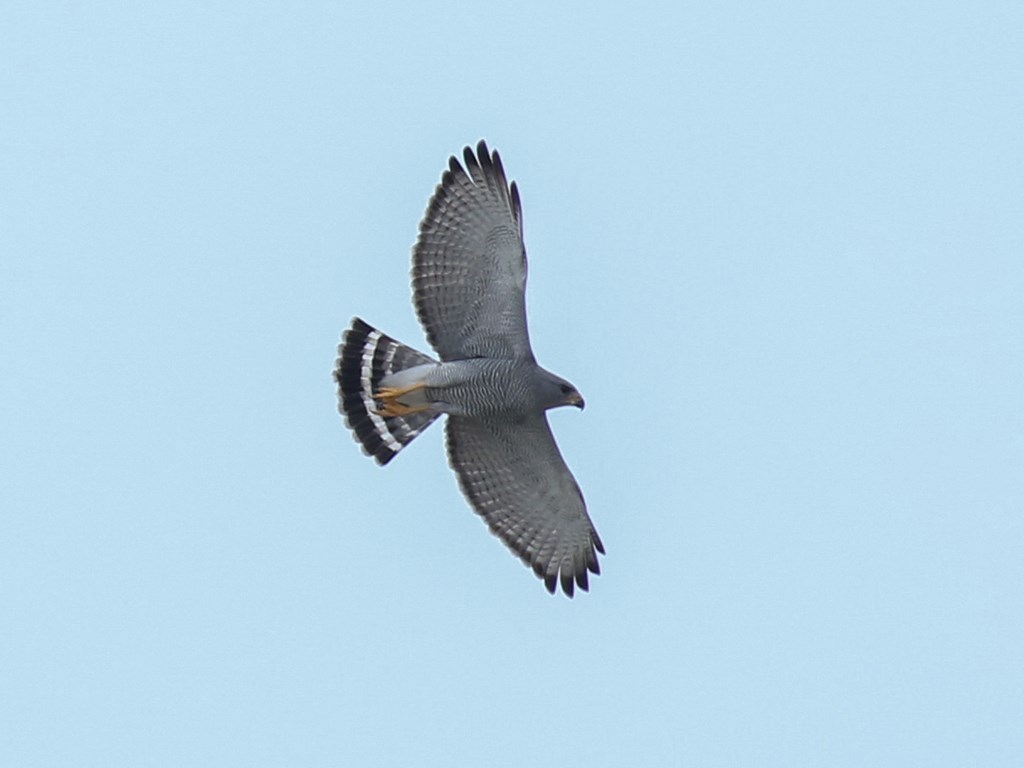 Gray Hawk in Flight Gray Hawk in Flight