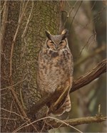 great-horned owl great-horned owl