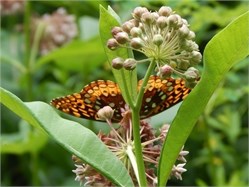 great spangled fritillary