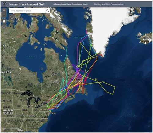 Lesser Black-backed gull map