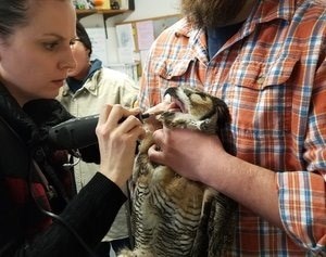 hawk checkup hawk checkup