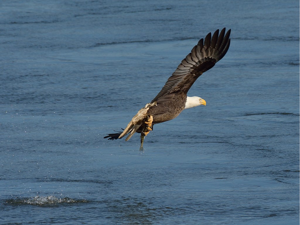 Bald Eagle Catches Fish Bald Eagle catches fish from the water