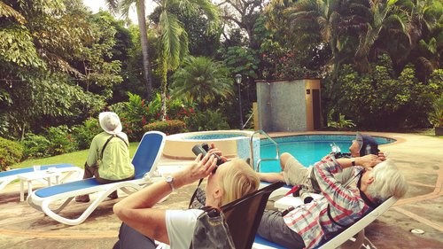 Bird-watching by the pool