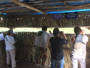 Hawkwatching inside raptor banding station