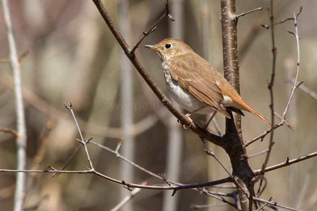 Hermit Thrush Hermit Thrush