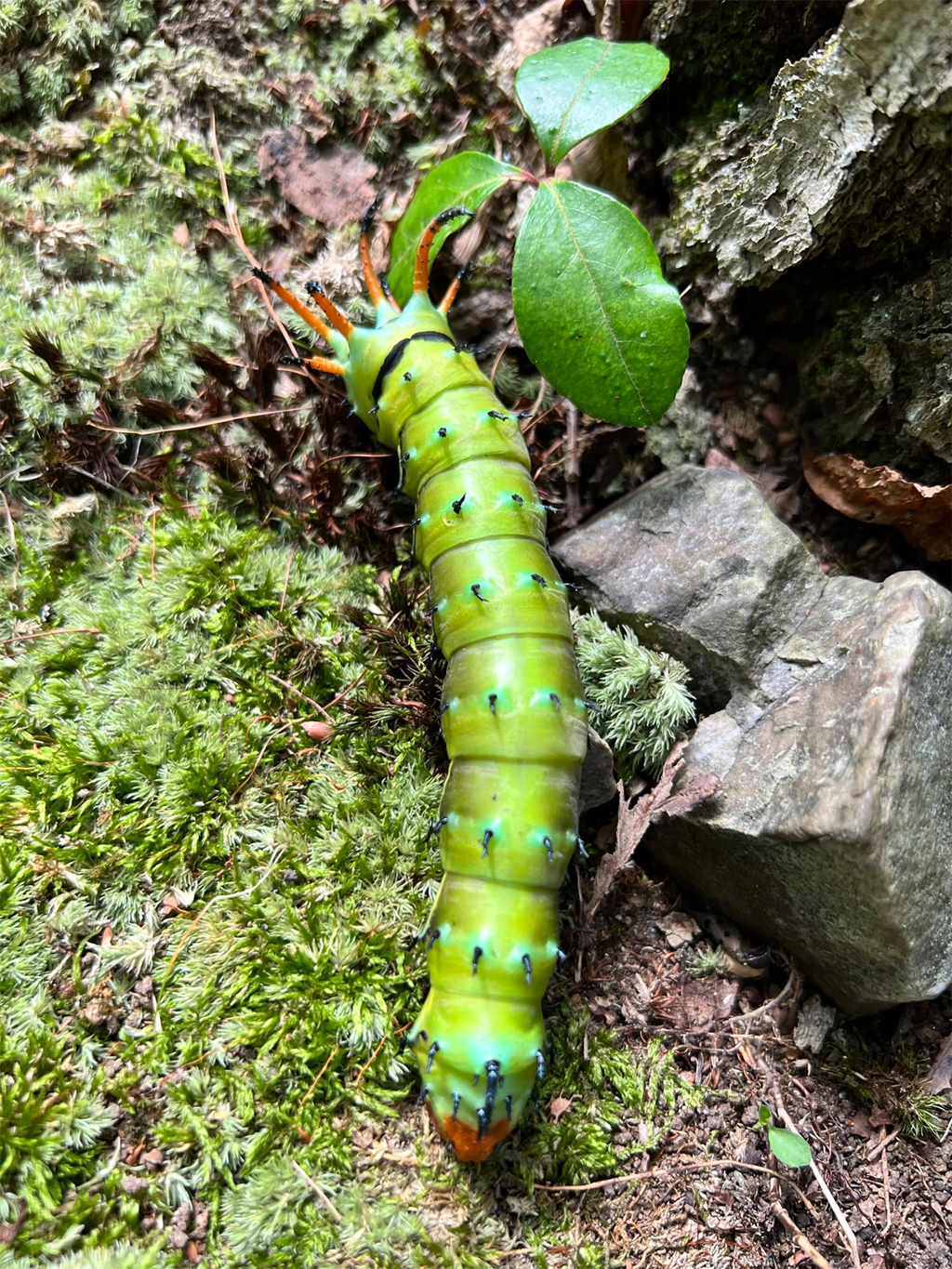 Hickory Horned Devil Crawling Over Moss and Stones