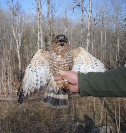 Tagged Broad-winged Hawk
