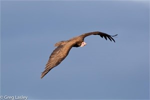 hooded vulture by greg lasley