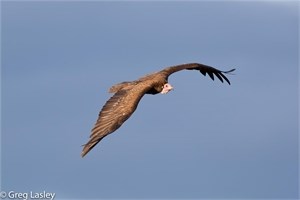 hooded vulture by greg lasley hooded vulture by greg lasley