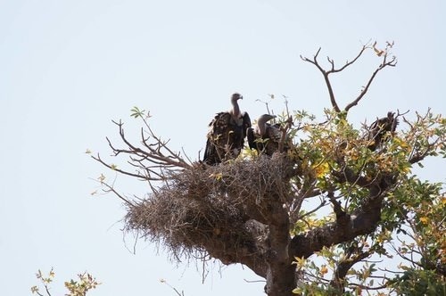 hooded vulture hooded vulture