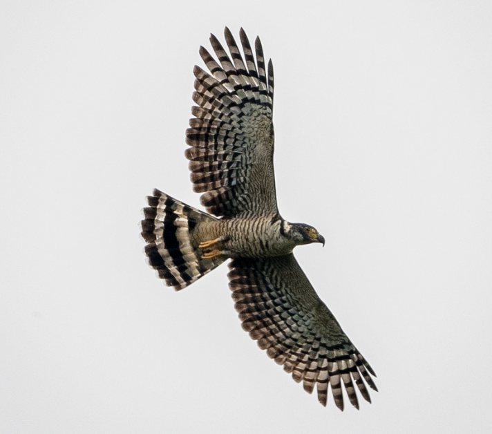 Hook-billed Kite in Flight Hook-billed Kite in Flight