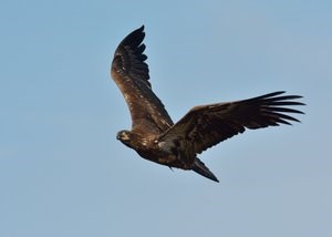 immature bald eagle Immature bald eagle