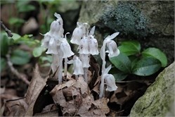 indian pipe