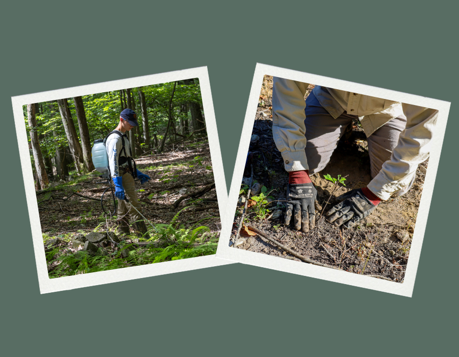 Invasive Plant Management