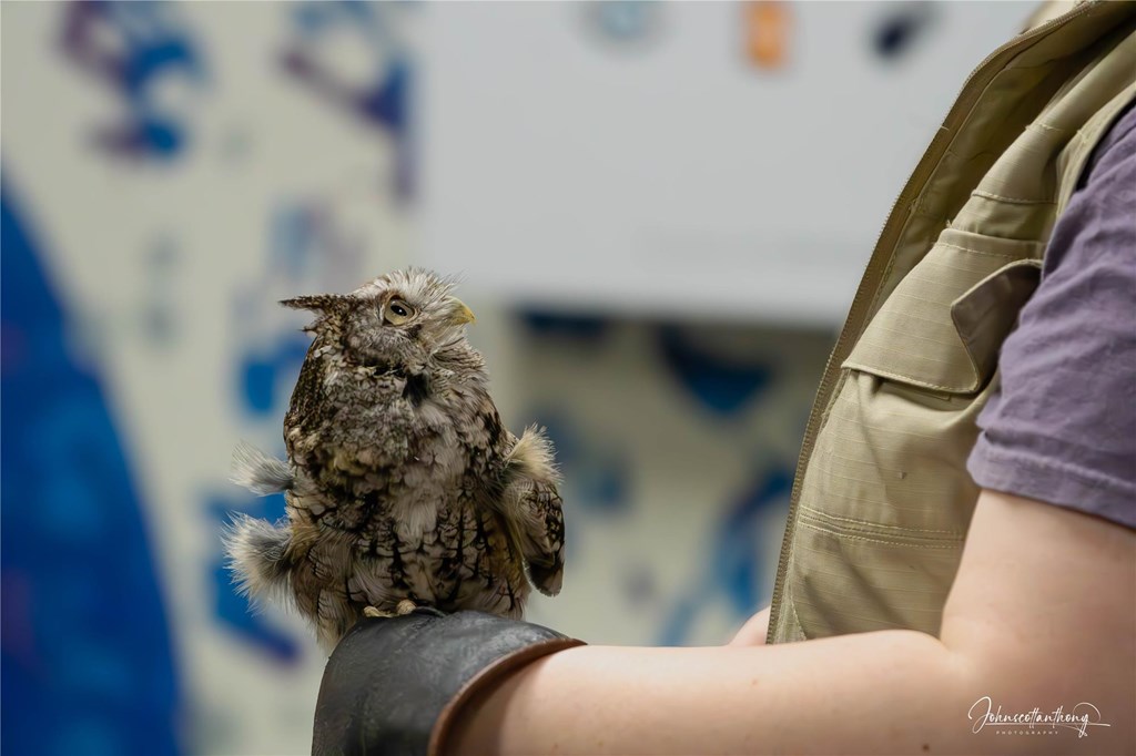 Educator Jess with Screech Owl at Public Program