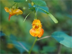 jewelweed jewelweed