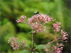 joe-pye weed 2